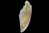 Serrated, Raptor Tooth - Real Dinosaur Tooth #90005-1